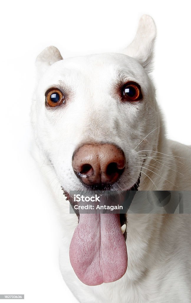 ホワイトの犬 - カットアウトのロイヤリティフリーストックフォト
