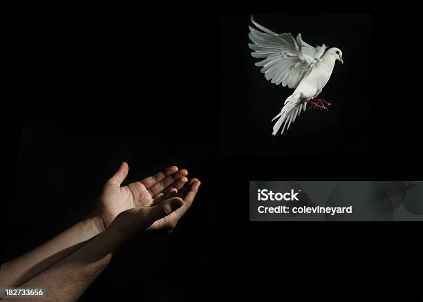 집비둘기 풀어주다 비둘기에 대한 스톡 사진 및 기타 이미지 - 비둘기, 풀어주기, 개념