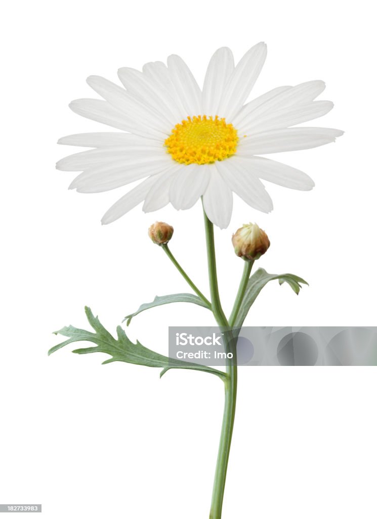 Daisy isolated Daisy isolated on white background.                     Beauty In Nature Stock Photo