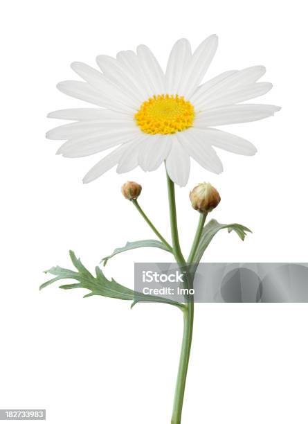 Daisy Isolated Stock Photo - Download Image Now - Beauty In Nature, Chamomile Plant, Close-up