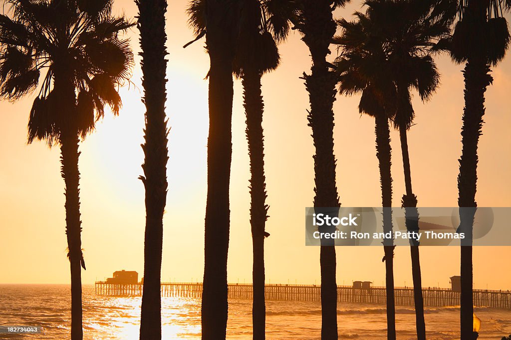 The Pier And Palm Trees at Oceanside Calif. Palm trees are silhouetted against a golden sunset in Oceanside, California, USA. The pier just shows above the ocean behind the trees. Bright Stock Photo