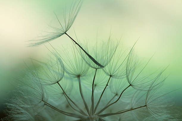 semilla de diente de león - dandelion nature flower abstract fotografías e imágenes de stock