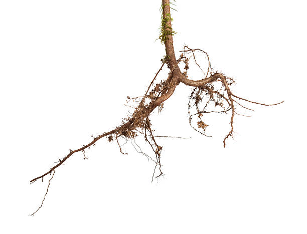 raízes de árvore - plant root system - fotografias e filmes do acervo