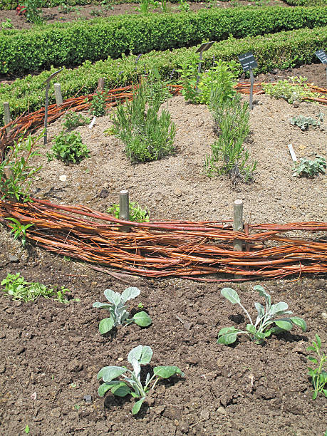 jardim de ervas - herb garden healthy eating freshness marjoram - fotografias e filmes do acervo