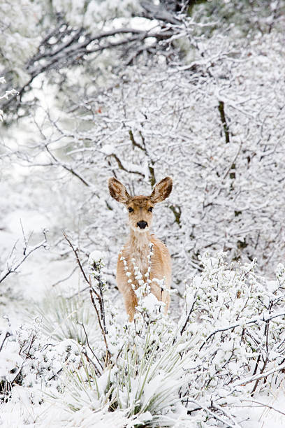 istock Colorado Mule Deer in Rocky Mountain Wintertime Snow 182734553