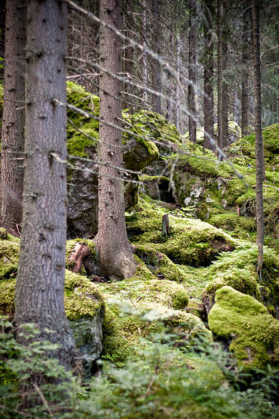 istock Alpine Forest with Green Moss, Dolomites in Summer 182734564