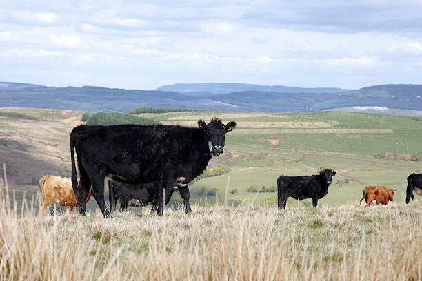 istock Black cow and grazing herd 182734830