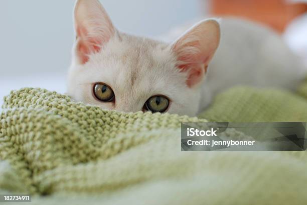 Fabuloso Blanco Burmilla Mascota Echar Un Vistazo Sobre Verde De Pluma Foto de stock y más banco de imágenes de Echar un vistazo