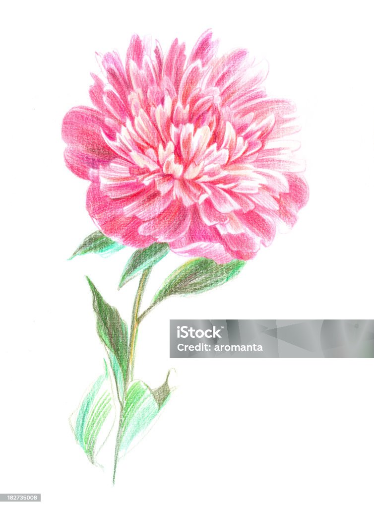 Bellissima Peonia - Illustrazione stock royalty-free di Peonia