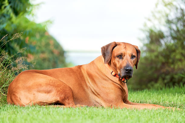 istock Dog lies on green grass. Rhodesian Ridgeback dog 1827351013