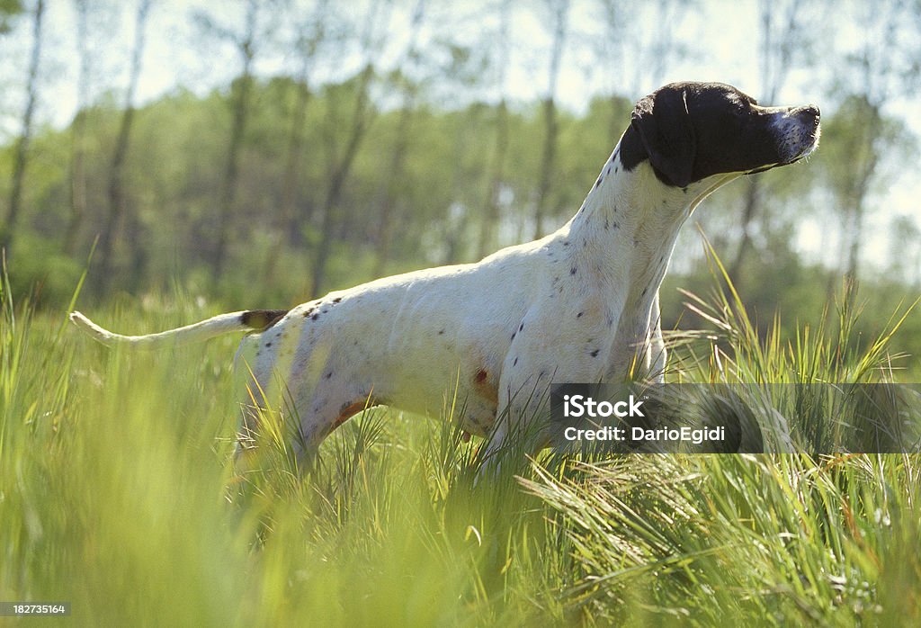 Puntatore nero cane con la testa, tra l'erba alta - Foto stock royalty-free di Cane