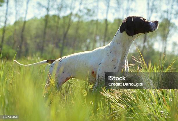 Puntatore Nero Cane Con La Testa Tra Lerba Alta - Fotografie stock e altre immagini di Cane - Cane, Erba aromatica, Animale