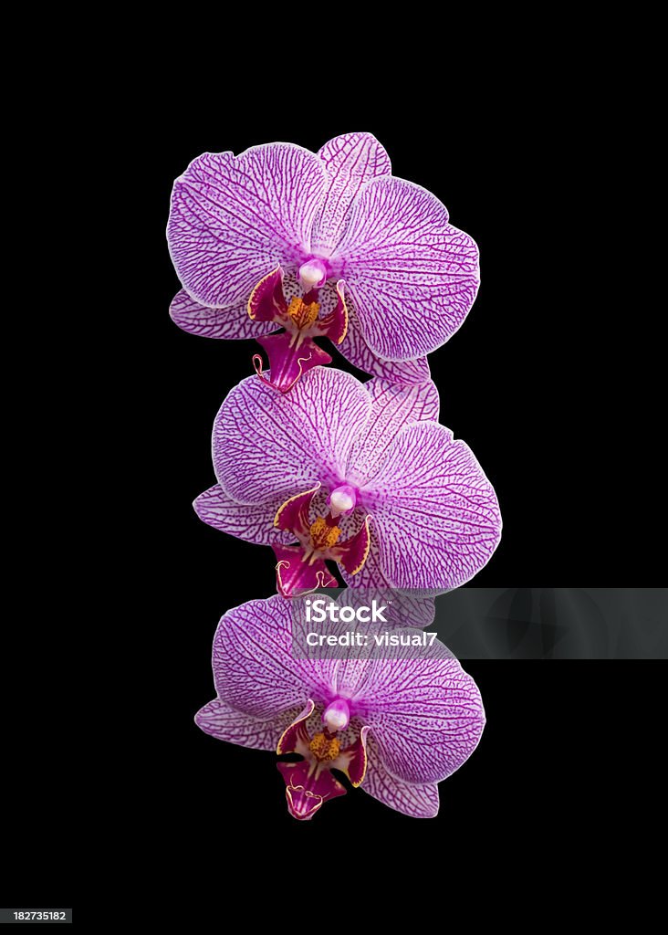 Mariposa orquídeas roxo - Foto de stock de Fundo preto royalty-free