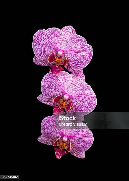 Foto de Mariposa Orquídeas Roxo e mais fotos de stock de Fundo preto - Fundo preto, Orquídea, Beleza