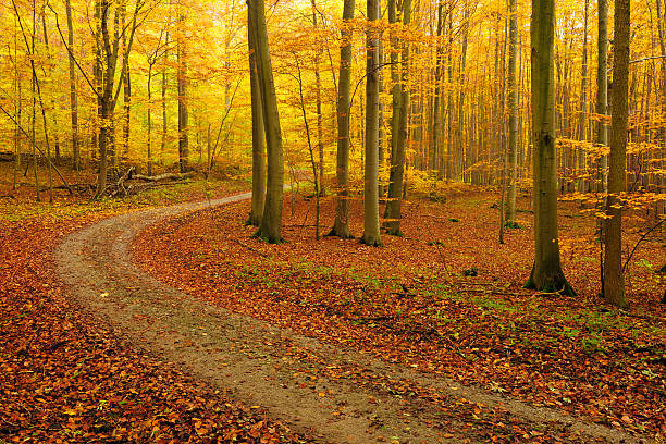 chemin de randonnée à travers la forêt mixte arbre à feuilles caduques d'automne - beech tree wilderness area forest log photos et images de collection