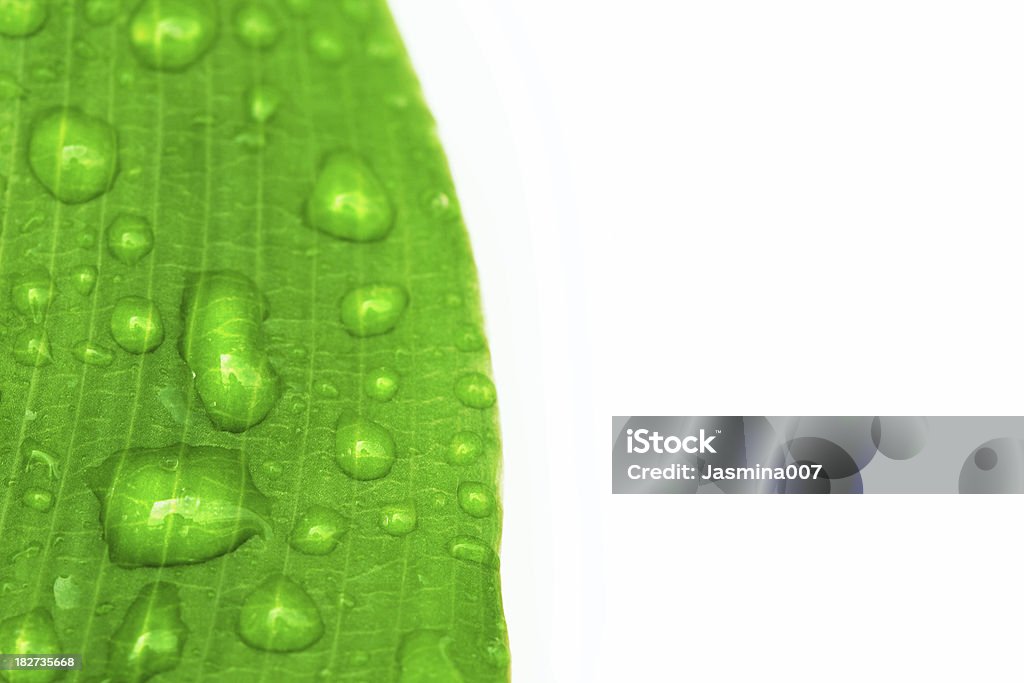 green leaf with water drops Flowers and plant isolated on white Beauty In Nature Stock Photo