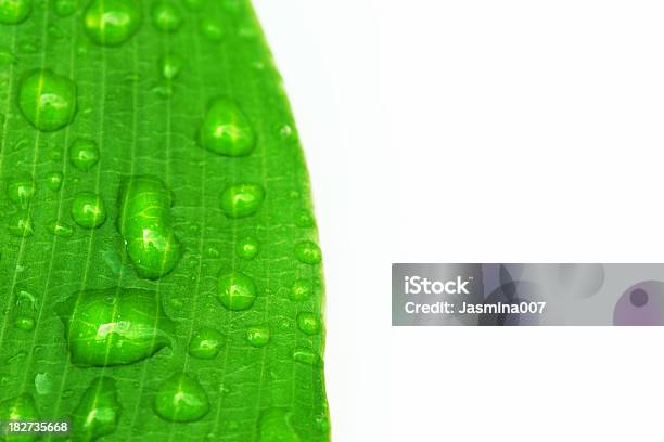 Green Leaf With Water Drops Stock Photo - Download Image Now - Beauty In Nature, Bright, Clean