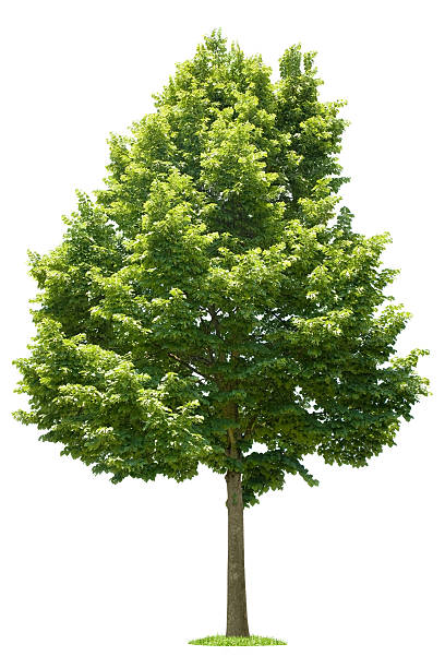 albero verde su sfondo bianco - faggio foto e immagini stock
