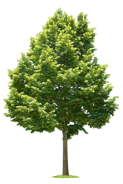 Green Tree on white background "Green Tree on white background, American linden (100% white, isolated)" beech tree stock pictures, royalty-free photos & images