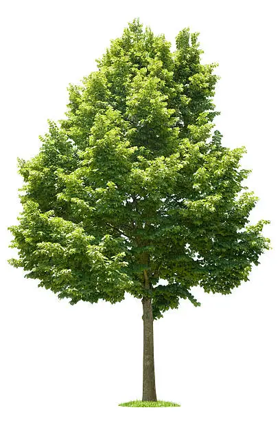 "Green Tree on white background, American linden (100% white, isolated)"