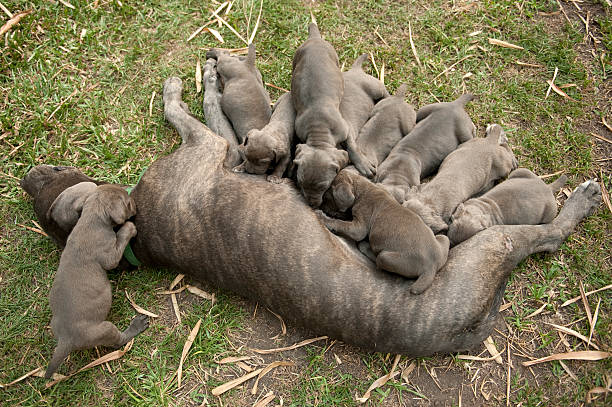 mastiff mother nursing her puppies stock photo