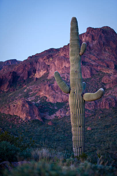 istock Lone Saguaro Cactus at Superstition Mountain after Sunset 182735853