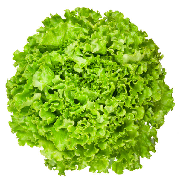istock A loose head iceberg whole lettuce 182735916