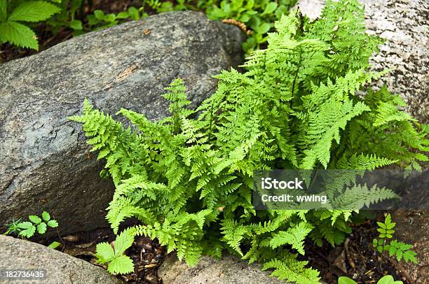 Vivid Bosque Ferns Foto de stock y más banco de imágenes de Bosque pluvial - Bosque pluvial, Color - Tipo de imagen, Color vibrante