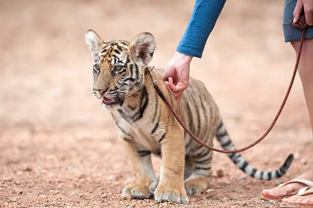 Photo of trainer strokes the tiger cub
