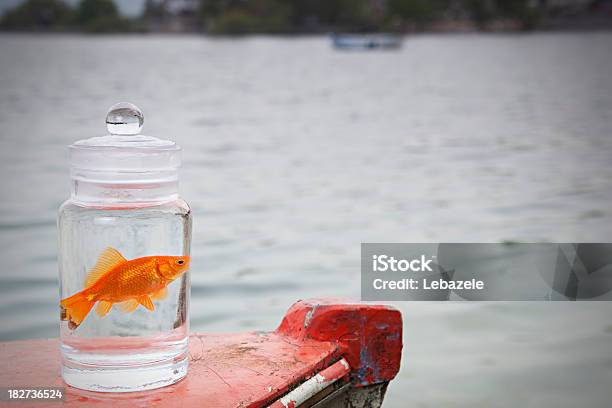 Carpa Dorada En Un Pote Foto de stock y más banco de imágenes de Acorralado - Acorralado, Agua, Aire libre