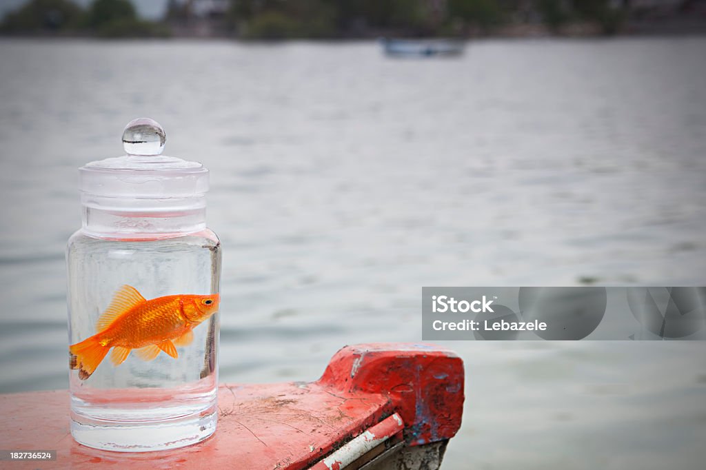 Poisson rouge dans un bocal - Photo de Animaux de compagnie libre de droits