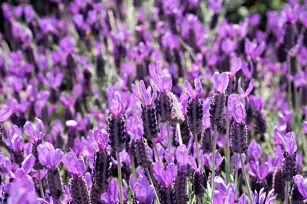 istock Close-up of Flowering Lavender Plants. 182736585