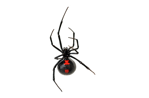 Detail studio image of the venomous and stunning female black widow spider photographed on a white background. She is climbing up a stand of her silk. Sharp focus is on her spinneret, a portion of her red marking, and one leg. The depth of field is very shallow.