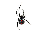 Black Widow Spider on a White Background