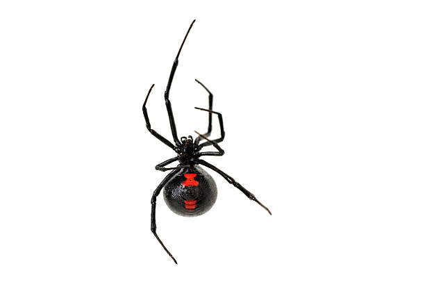 Black Widow Spider on a White Background Detail studio image of the venomous and stunning female black widow spider photographed on a white background. She is climbing up a stand of her silk. Sharp focus is on her spinneret, a portion of her red marking, and one leg. The depth of field is very shallow. spider photos stock pictures, royalty-free photos & images