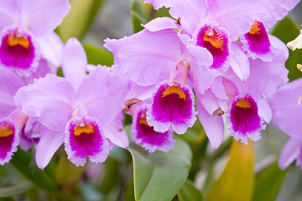 pink cattleya orchid bunch of beautiful pink cattleya orchid cattleya magenta orchid tropical climate stock pictures, royalty-free photos & images