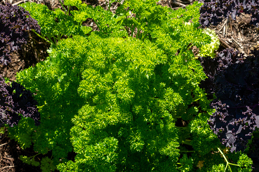 Petroselinum crispum, commonly known as parsley or garden parsley, is a flowering plant in the family Apiaceae that is native to Greece, Morocco and the former Yugoslavia. It has been introduced and naturalized in Europe and elsewhere in the world with suitable climates, and is widely cultivated as a herb, and a vegetable.