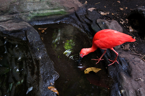 scarlet ibis bird beutiful grass germany europe