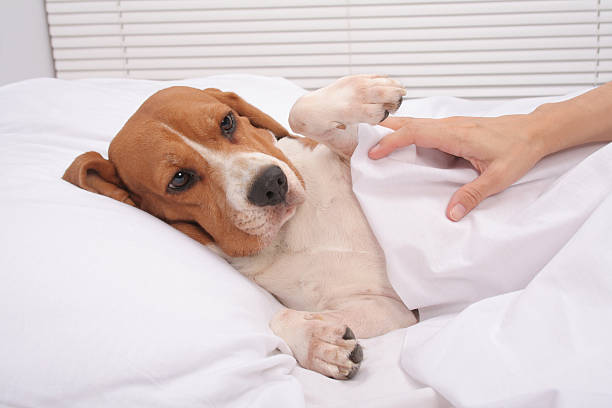 istock Comforting a sick friend 182737198