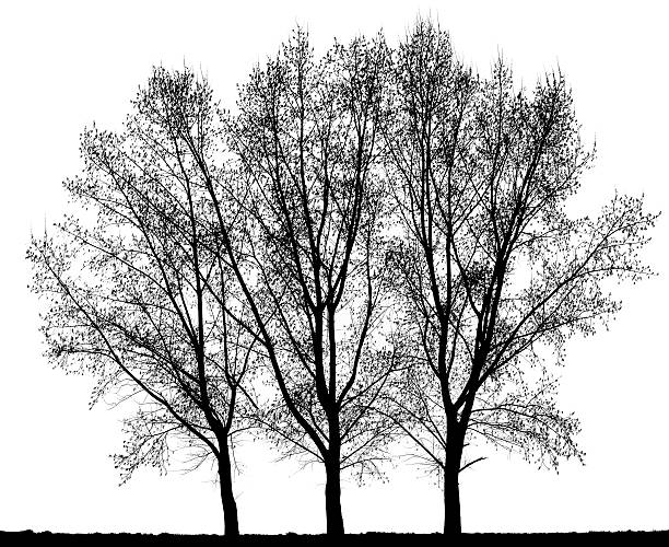 grupo de híbrido choupo negro (populus x canadensis) isolado on_white. - poplar tree tree black poplar silhouette imagens e fotografias de stock