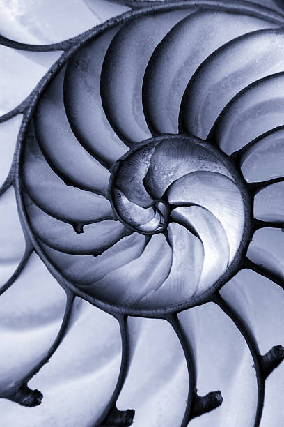 istock Closeup of a Nautilus Seashell 182737270