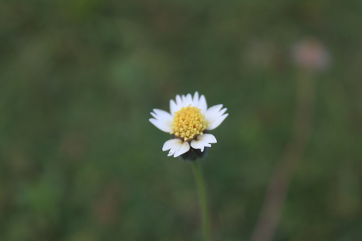 Tridax procumben flower also known as coatbuttons