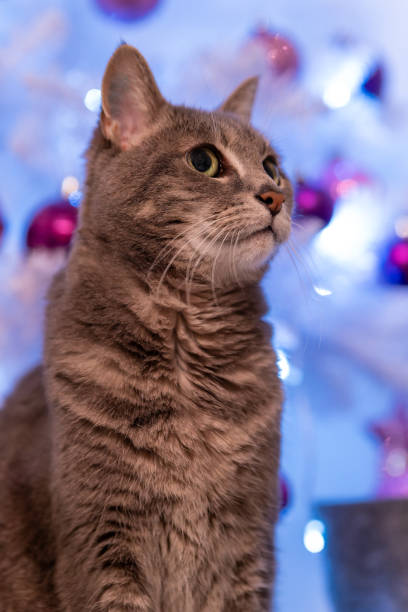 istock a cat in front of a festively decorated christmas tree 1827376452