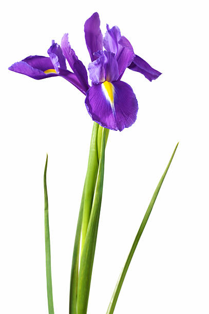 istock Single Stem of Purple and Yellow Iris against white background 182737702
