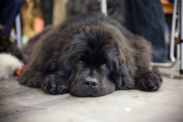 Newfoundland Dog Newfoundland Dog on Dog Show dog Newfoundland stock pictures, royalty-free photos & images