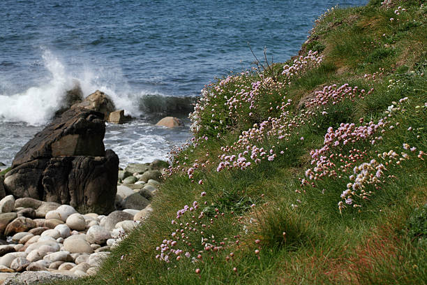 This is the pretty maritime flower sea pink growing on a grassy bank beside the sea at the tip of Cornwall. Thrift, marsh daisy or sea pink, (Armeria maritima), is one of the joys of walking the cliffs and headlands of Cornwall. It is classified as one of the sea lavenders. Sea thrift thrives on both rocky and sandy surfaces. Its abundance may be encouraged by its high tolerance to copper, one of Cornwall's many mined metals. However, this photo is taken in Cot Valley, where there used to be tin mining. This medium shot includes some of the beach pebbles plus waves breaking over rocks.