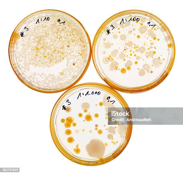 Tre Diverse Culture Su Agar Piastre Batteri - Fotografie stock e altre immagini di Agar - Agar, Batterio, Biologia