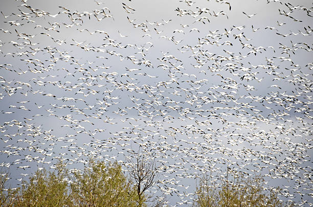 istock Thousands of Migratory Snow Geese 182737840