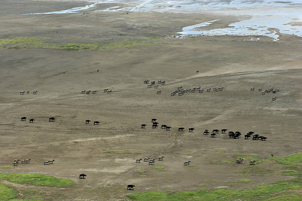 istock Buffalo, zebras and hyenas exodus 182737845