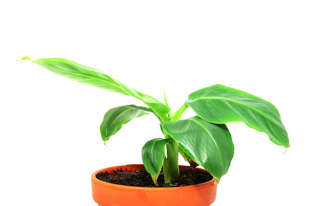 istock Small Potted Banana Plant on White Background 182737857